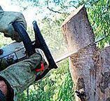 How Our Tree Care Process Works  in  Wolf Creek, UT