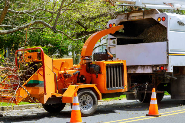 Best Hazardous Tree Removal  in Wolf Creek, UT