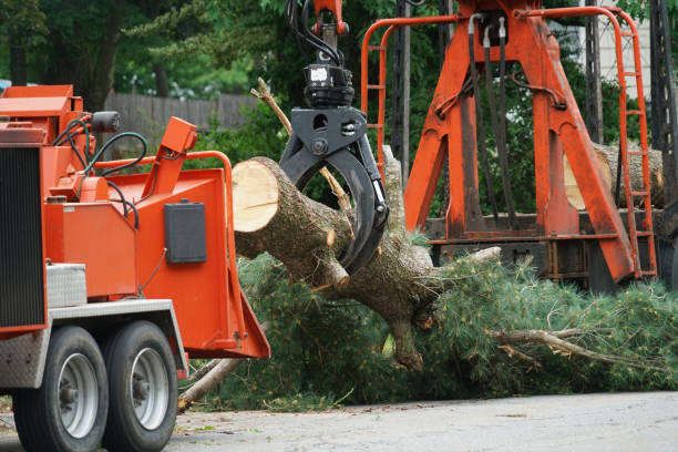Best Tree Risk Assessment  in Wolf Creek, UT
