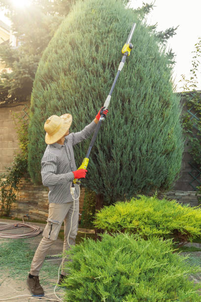 Best Tree Disease Treatment  in Wolf Creek, UT